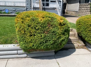 Bush Trimming by Delvon Stone for Anthony R. in Toledo, OH
