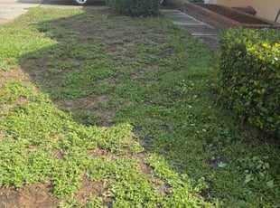 Bush Trimming by Leandro Lobo for Jose C. in Orlando, FL