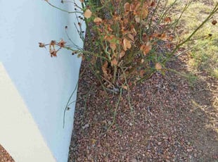 Weeding by Marvin Gray for Amanda v. in Glendale, AZ