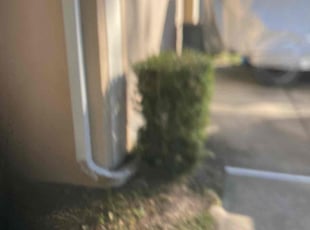 Bush Trimming by Patrick Miller for Marilee M. in Palm Coast, FL