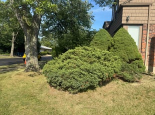 Cassandra M.'s Bush Trimming service result