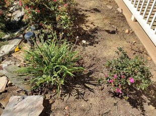 Weeding by Jeremiah Davis for William E. in Charlotte, NC