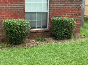 Bush Trimming by Kelly Arndt for Justin G. in Cantonment, FL