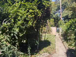 Bush Trimming by Allan Roberts for Christi C. in Washington, DC