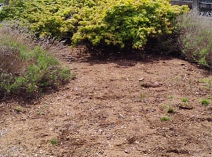 Leaf Removal by Roy Owens for Conor P. in Shoreline, WA