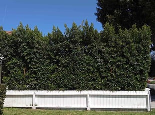 Bush Trimming by Ernesto Gonzalez for Francis P. in Los Angeles, CA