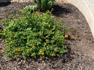 Weeding by Michelle Galindo for Jose T. in Canyon Lake, TX