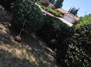 Bush Trimming by Juan Rodriguez for Mark W. in Sacramento, CA