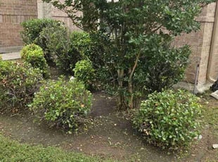Bush Trimming by Ernest Howard for Adrienne N. in Little Elm, TX