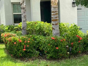 Bush Trimming by Johnny Torres for Fei M. in Riverview, FL