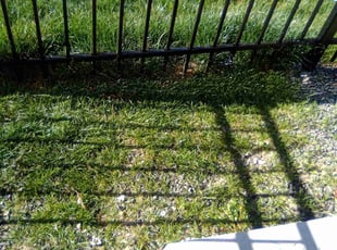 Weeding by Tom Davis for Scott S. in Denver, CO