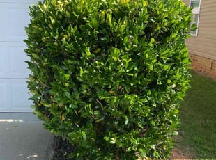 Bush Trimming by MARCUS LONG for Emily A. in Charlotte, NC