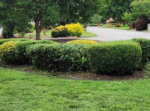 Bush Trimming by Anthony Beamon for Andrew B. in Chesapeake, VA