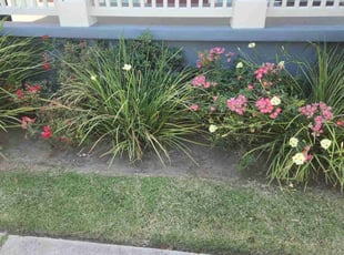 Weeding by Keith Gibson for Rebecca F. in New Orleans, LA