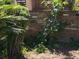 Bush Trimming by Hector Patricio for Robert E. in San Dimas, CA