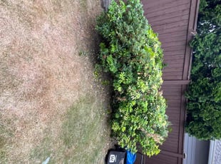 Cleanups by Jae Ayres for Ankit S. in Kirkland, WA