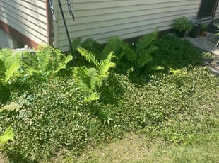 Weeding by Brian Connole for Gina S. in Brighton, MI