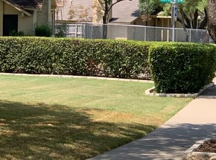 Bush Trimming by Patrick Hensley for Amanda F. in Carrollton, TX