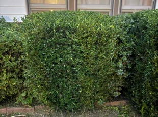 Bush Trimming by Bryan Wolfe for Samantha O. in Huntsville, AL