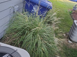 Bush Trimming by Sherman Franklin for Sandra B. in Chattanooga, TN