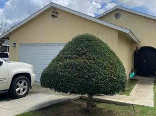 Bush Trimming by Mario Monje for Esteban T. in Riverside, CA