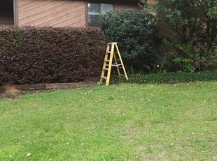 Bush Trimming by Alan Hollis for Caitlin M. in Tallahassee, FL