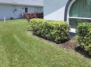 Bush Trimming by Ryan Trapp for Laura P. in Cape Coral, FL