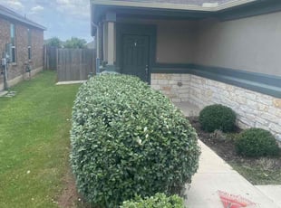 Bush Trimming by Rosa Reyes for Dan G. in Buda, TX