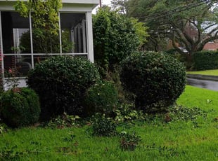 Bush Trimming by Thomas Briody for Frances P. in Norfolk, VA
