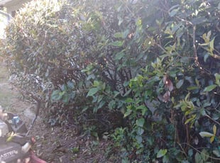 Bush Trimming by Marvel Carmichael for DEANNA S. in Apopka, FL