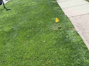 Ramon G.'s Yard Cutting service result