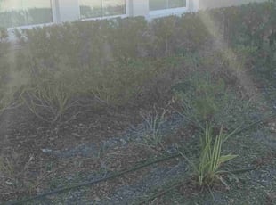 Weeding by Willie Carmichael for Sandra L. in Apopka, FL