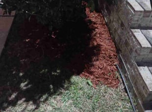 Bush Trimming by Gray Allen for Katherine L. in New Orleans, LA