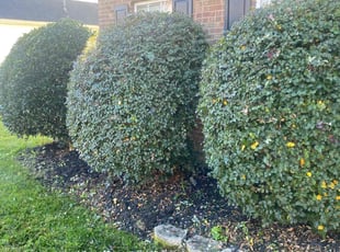 Bush Trimming by Jason Kersey for Scott G. in Huntersville, NC