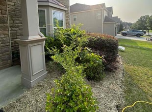 Bush Trimming by Dutch Lawn Care for James B. in Dacula, GA
