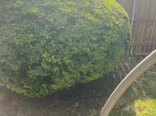 Bush Trimming by Devonn Ford for Alicia D. in Fort Worth, TX