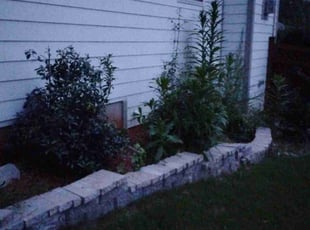 Bush Trimming by Angela Parker for Hayley M. in Holly Springs, NC