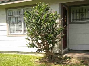 Bush Trimming by Jamell Mcgee for Kimberly H. in Houston, TX