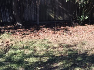 Bush Trimming by Chaes Pate for Peter B. in San Antonio, TX