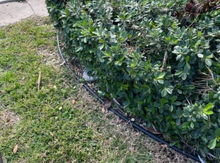Bush Trimming by Charles Walton for Carran S. in Lake Worth, FL