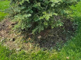 Weeding by Dwyne Smith for Bobbie B. in Rosemount, MN