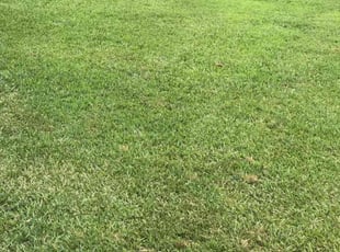 Jasmine A.'s Lawn Service service result