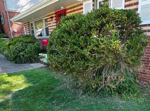 Bush Trimming by Fidel Rodriguez for Maria B. in Arlington, VA