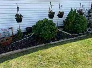 Weeding by Josh Brockett for Kathleen W. in Syracuse, NY