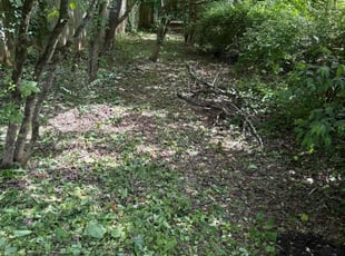 Cleanups by Ethan Wright for Ben C. in Kennesaw, GA