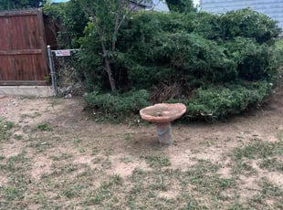 Bush Trimming by Jesse Nunez for Jeffrey B. in Littleton, CO
