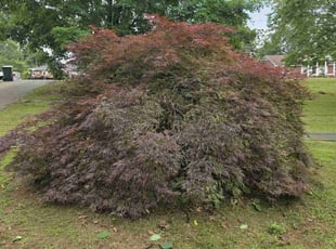 Weeding by Kyle Bryant for Lindsay A. in Easley, SC