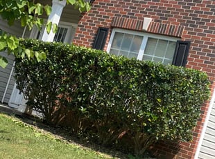 Bush Trimming by Deantony Bridges for Glenda S. in Atlanta, GA