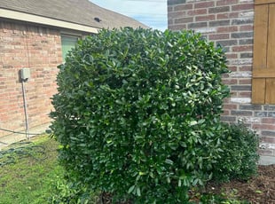 Bush Trimming by Jasper Nicholson for Jean A. in Lancaster, TX