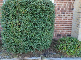 Bush Trimming by Danielle Patterson for Syeda S. in Virginia Beach, VA
